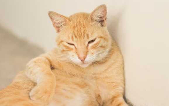 Asal Usul Kucing Oren